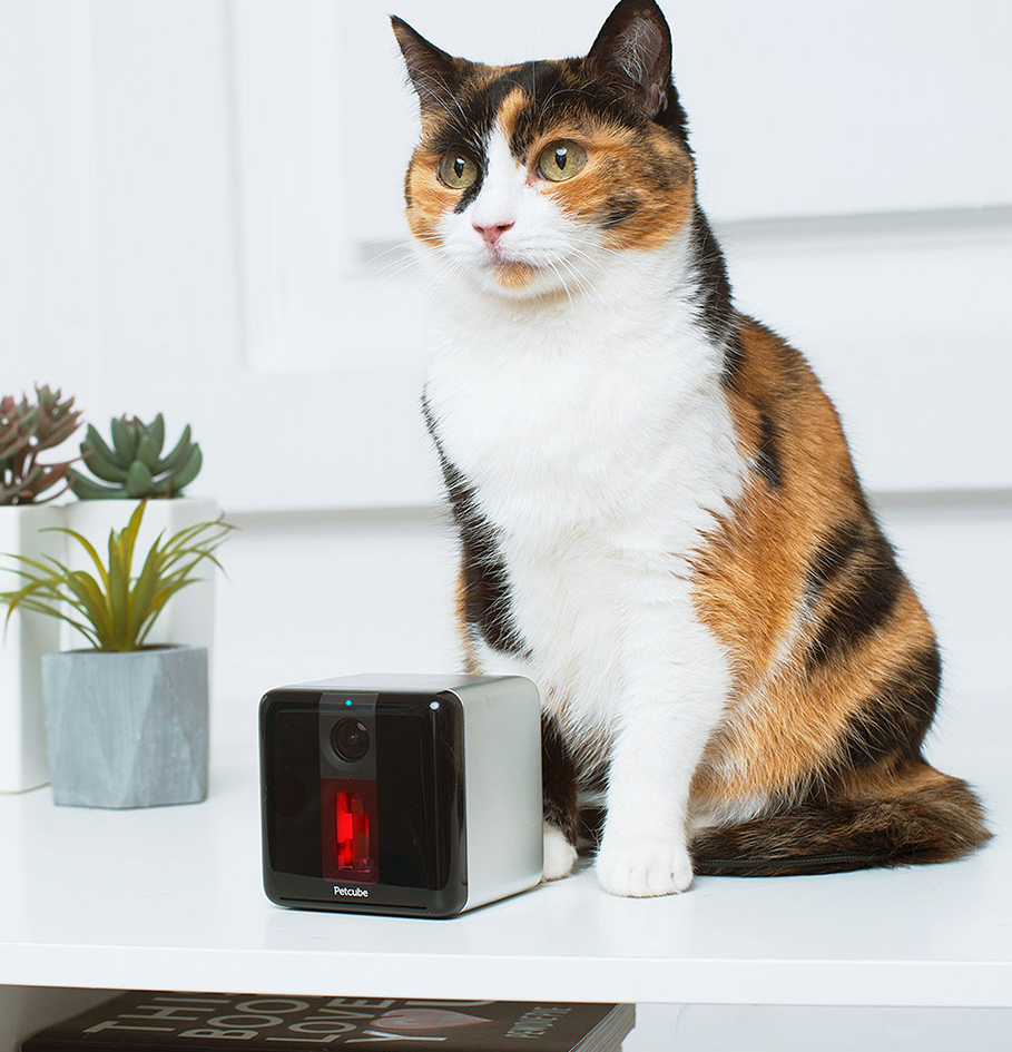 cube interactif Petcube Play Wi-Fi HD avec caméra pour animal de compagnie 