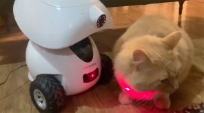 Un chat assis sur une table, avec le robot intelligent distributeur de gâteries iPet de Dogness à gauche; le robot envoie un pointeur laser sur le chat et celui-ci regarde du côté droit de l’image.
