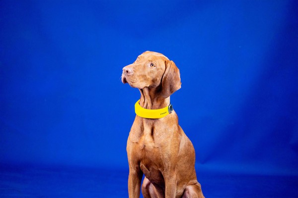 Le collier Biometric Smart Dog d’Invoxia