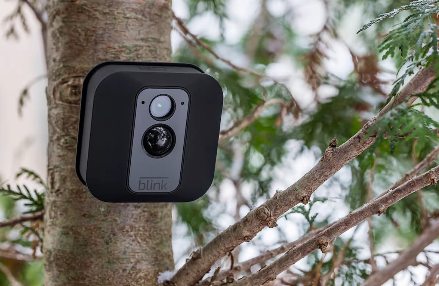 Caméra surveillance Blink installé dans un arbre