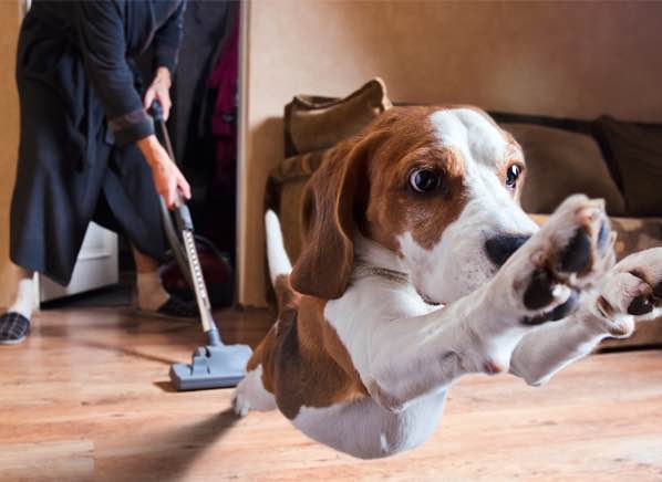 Aspirateur Poil D'animaux