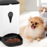 nourriture automatique avec chat et chien