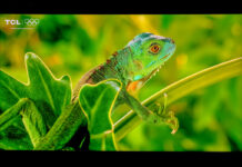 CES 2026 : TCL met l’accent sur la couleur avec ses nouveaux téléviseurs RVB